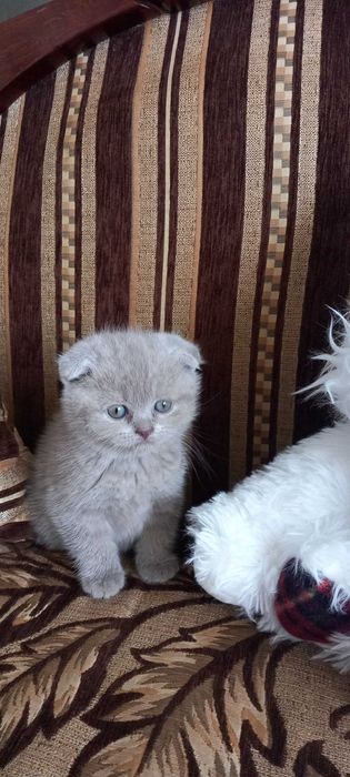 Продаюся котики дата н.р. 15.04.2024