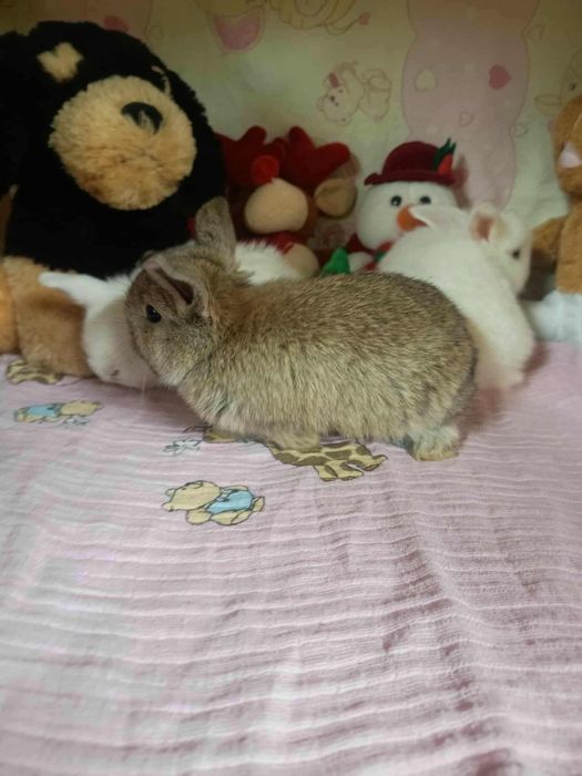 Sprzedam kroliki miniaturę mini loop mini lop