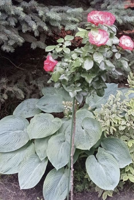 Можевельник Вергинско; Хоста голубая;Cleisostoma Arietinum