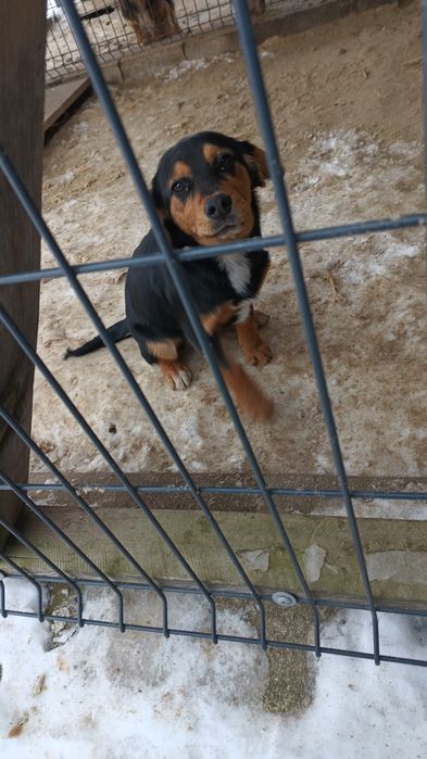 Oddam 4 miesięcznego pieska