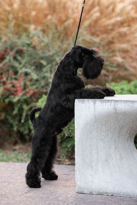 Цвергшнауцер для вязки
