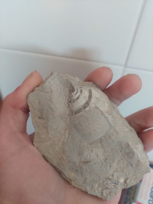 Fóssil gastrópode Jurássico