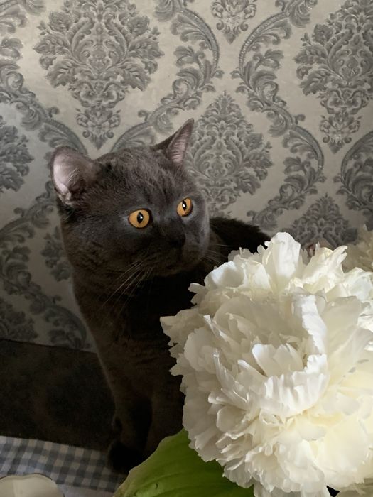 Продається Лілова Британка