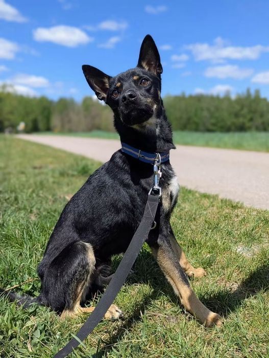 Mlody, energiczny Tobi poleca się do adopcji