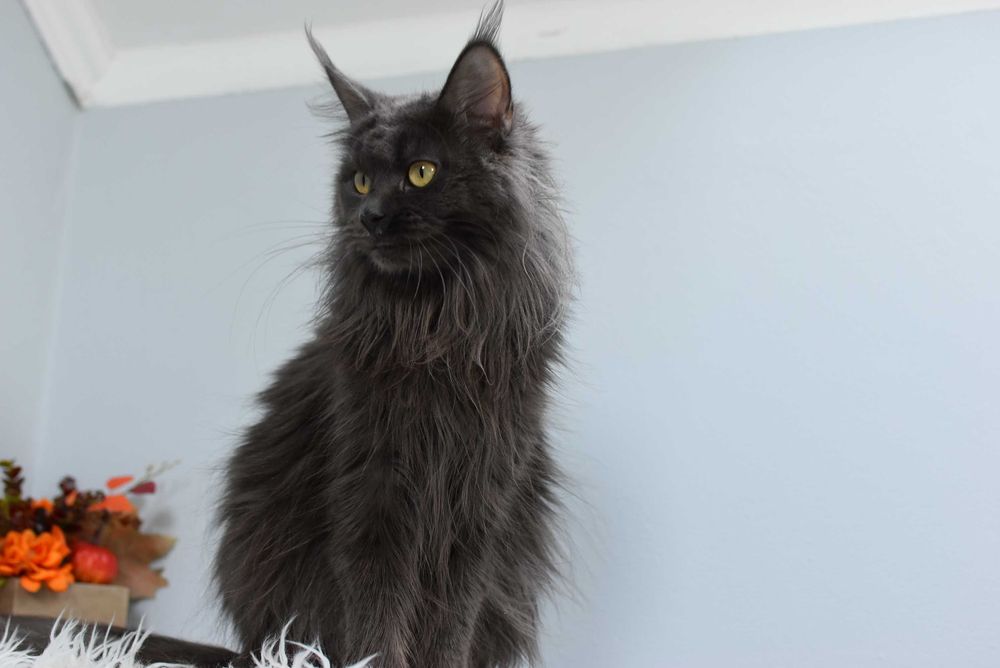 Do Adopcji Kotka Maine Coon /Rodowód FPL