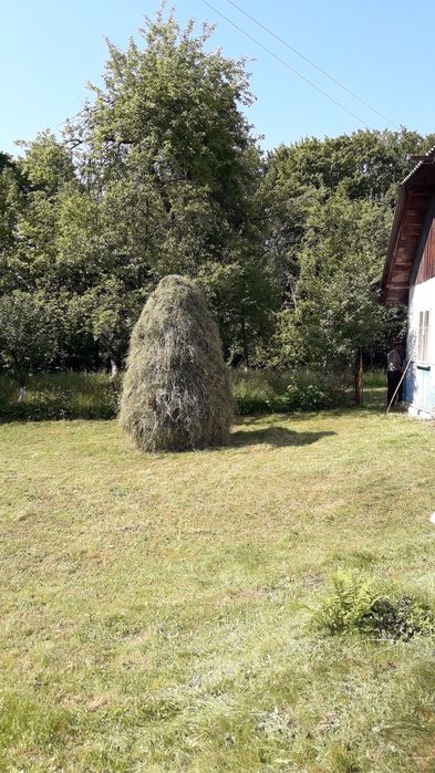 Сіно городнє 2023