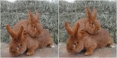 Termondzki Biały DUŻY WYBÓR ciągła sprzedaż samce  także NC