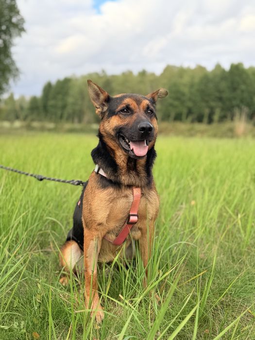 Cudowny Grześ  szuka domu!