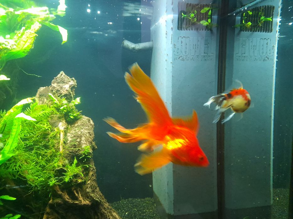 Akwarium juwel Lido 120l