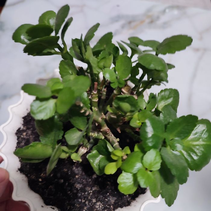 Цветок Каланхое декоративный