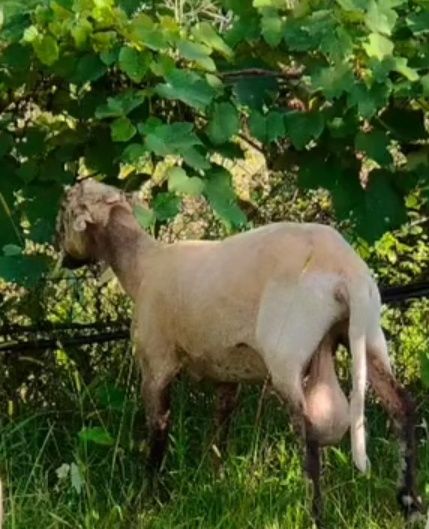 Carneiro a Cobrir Muito Bem MANSO