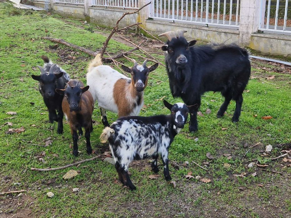 Cabras anãs adultas