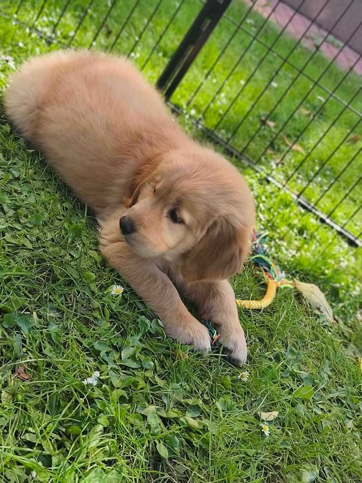 Suczka Golden Retriever