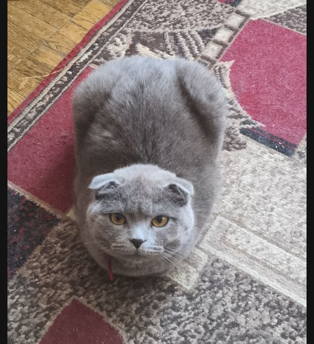 Продам шотландскую кошку