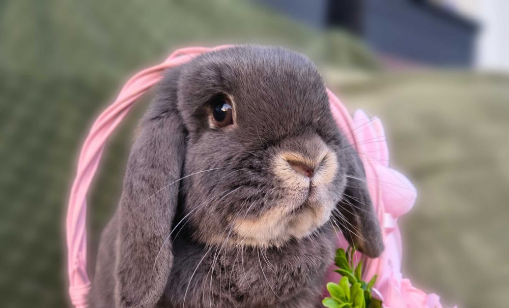 Karzełek baranek perłowy samiec samiczka mini lop