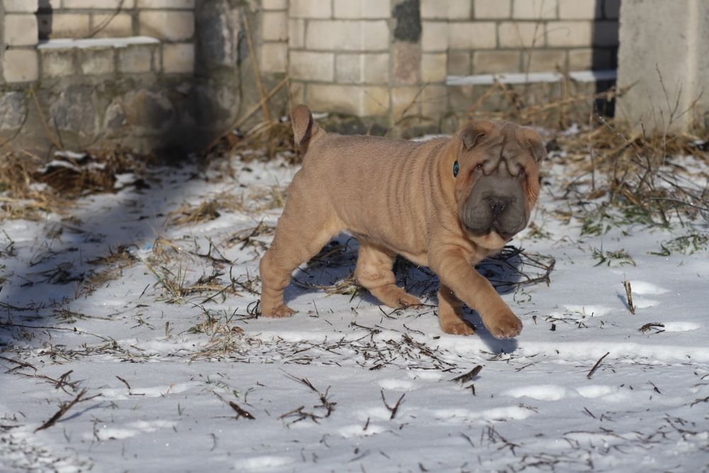 Ізабелловий хлопчик