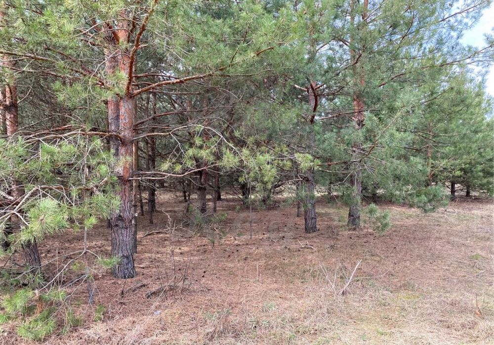 Продам земельну ДІЛЯНКУ 10 сотих, Ліс, серед СОСЕН, с.Северинівка