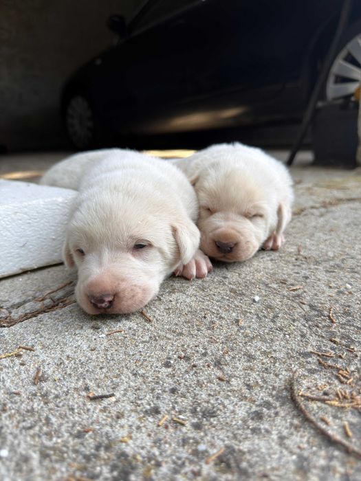 bebés da raça Cão de Gado Transmontano
