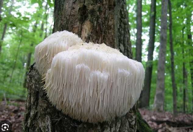 Міцелій грибів Герицій гребінчастого, їжовик (Hericium erinaceus) 1 кг