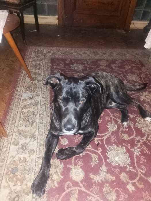 Zeus para adoção responsável