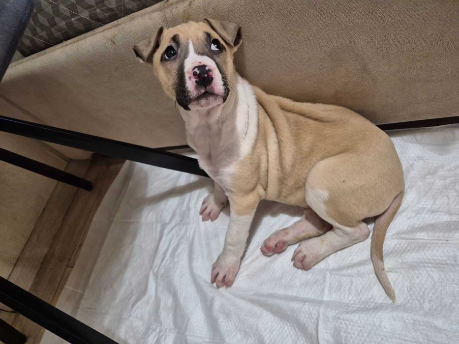 Продам щенков Амстаффа