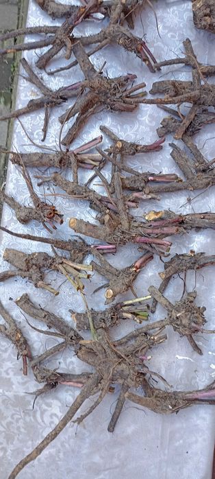 Продам рослину Живокіст