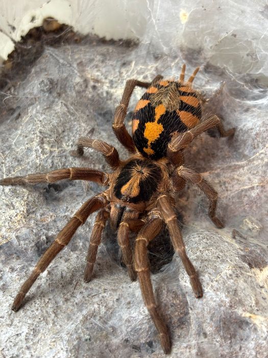 Hapalopus formosus samica 4,5 dc