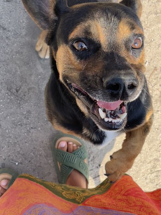 doação de cão resgatado