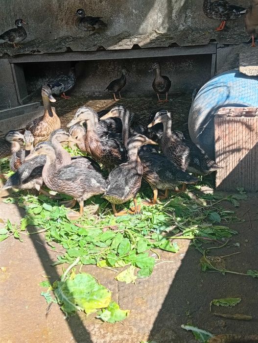 Patos reais novos
