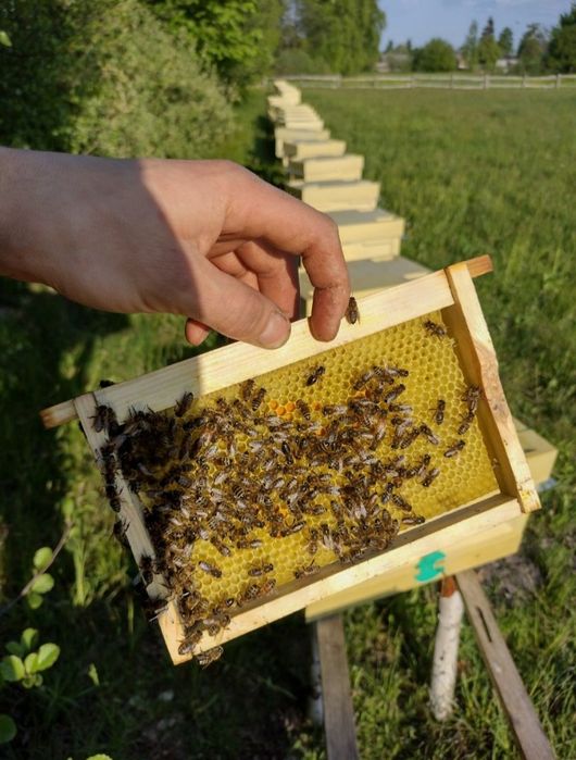 Матки Карніка (скленар ф1) Травень 2026