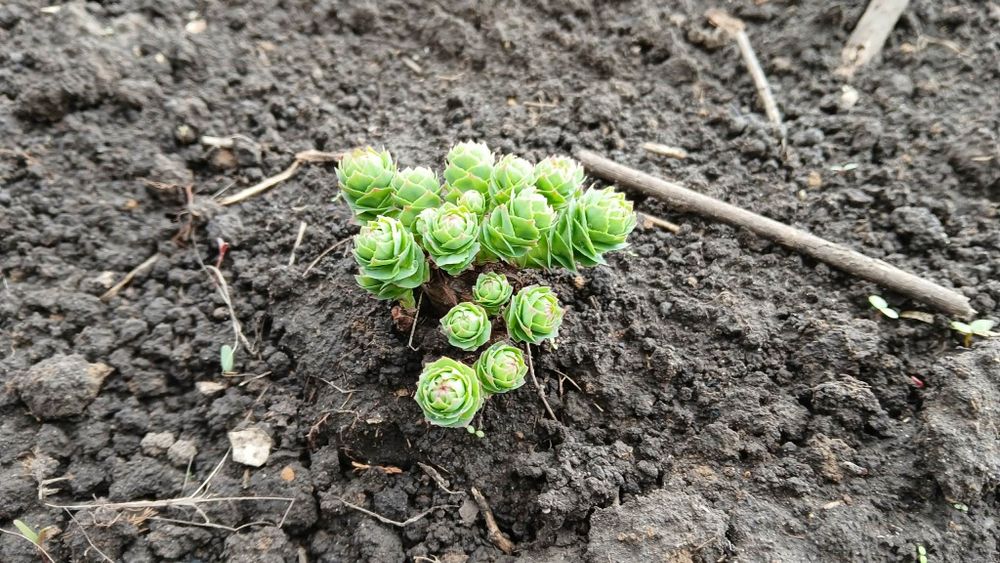 Золотой корень/Родиола