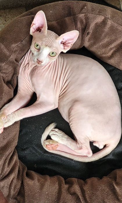 Sfinks kocurek ANGELO