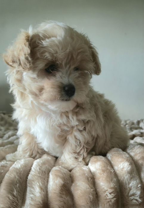 Cudowna  maltipoo F1  dziewczynka