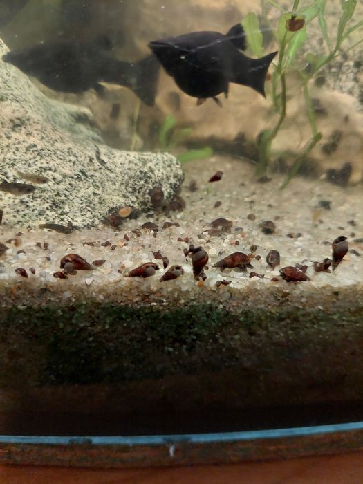 Ślimaki świderki cena za 10 sztuk