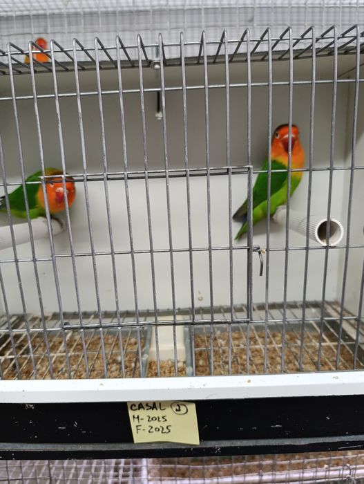 Casal de agapórnis fischeris verdes  ancestrais