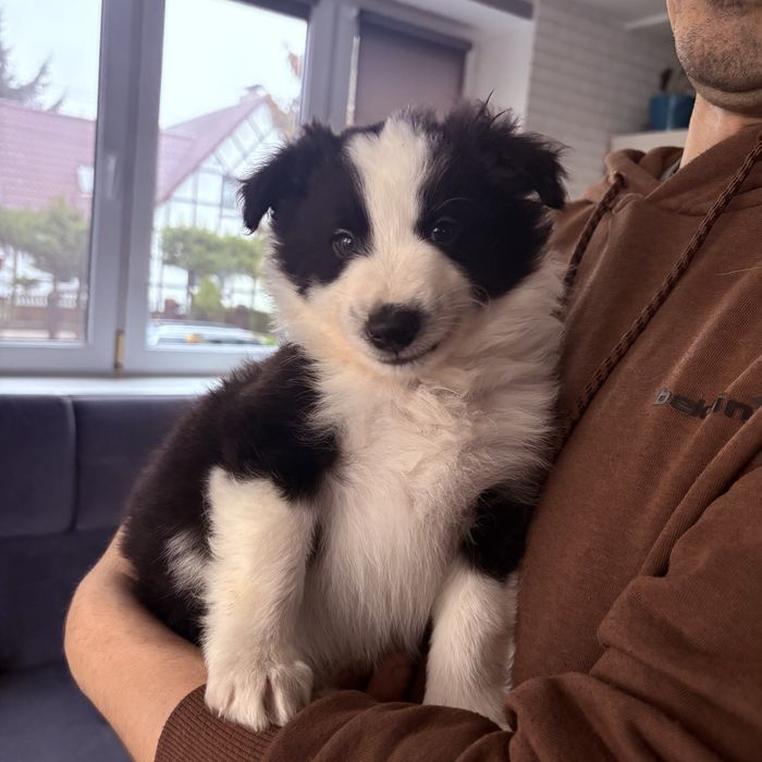 Border collie piesek Joker gotowy do odbioru