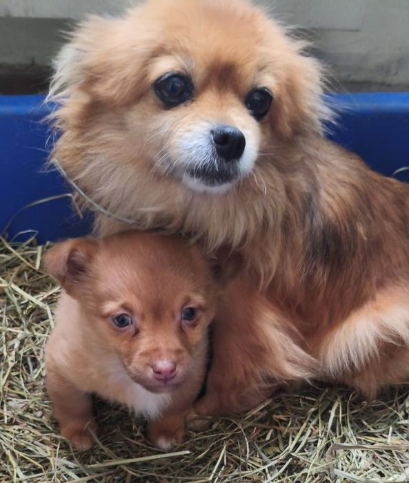 Віддамо в гарні руки
