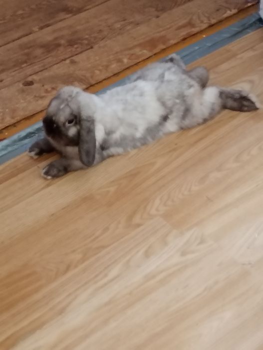 Królik mini  lop