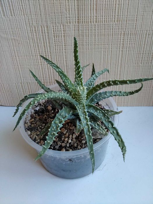Алоэ гибридное алоэ Humilis алое хуміліс