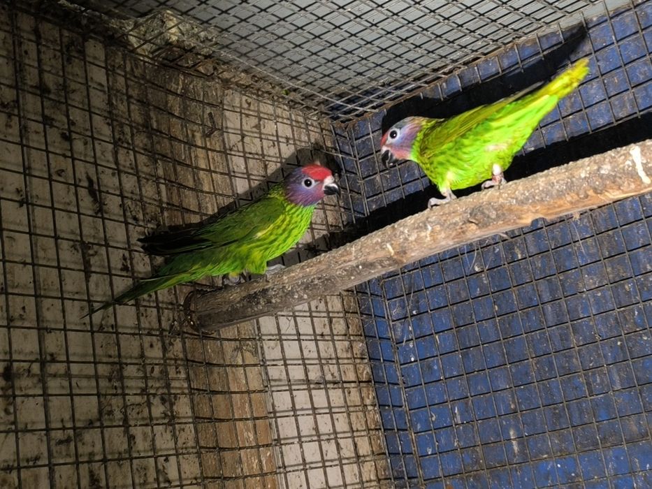Papagaio Cinzento e vários Loris