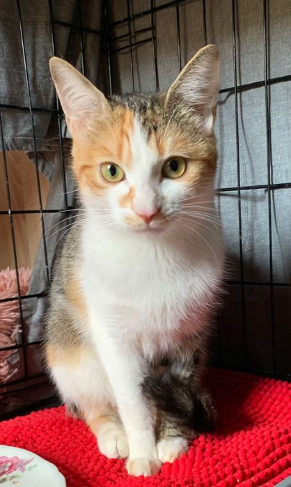 Wykastrowana kotka, kot, kotek, trójkolorowa, za darmo