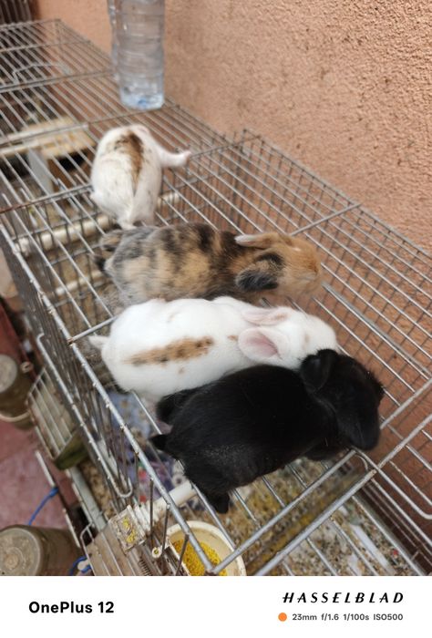 Coelhos anões MiniLoop orelhudos