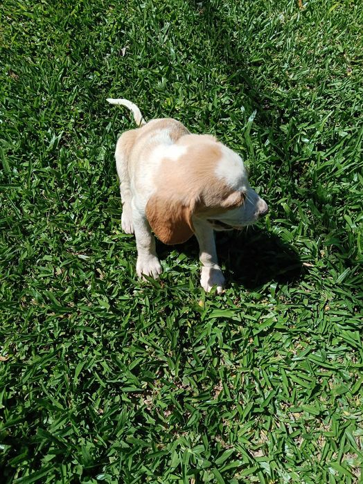 Beagle lindo bicolor só