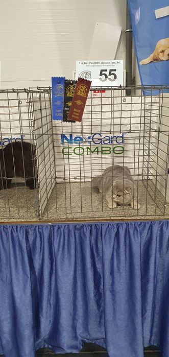 Скоттиш фолд,мальчик