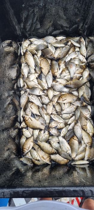 Karaś, Karaska, Żywiec, Narybek