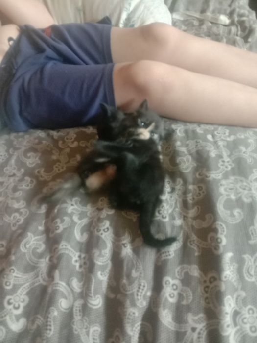 Котята ищут своих хозяев