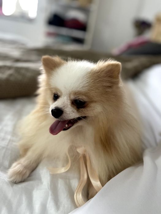 Померанські шпіци — 2 пухнастих принца шукають новий дім