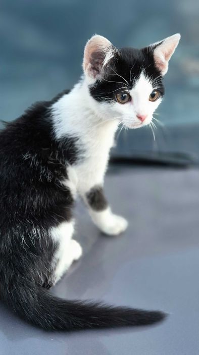 Котик в добрі руки