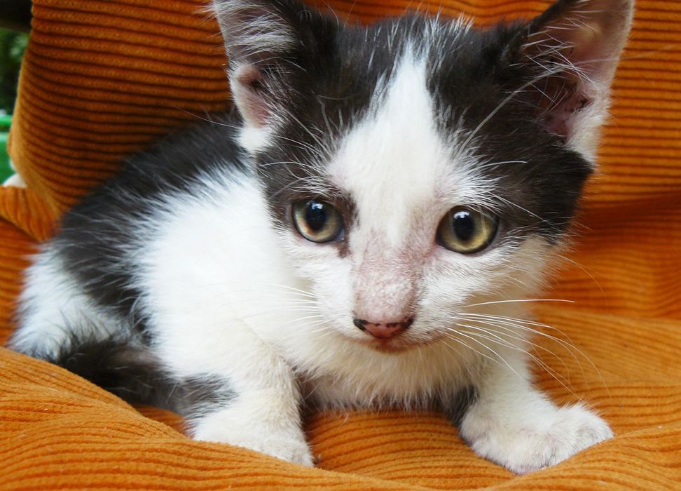 Кошенята шукають родину