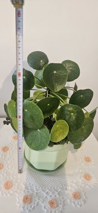 Pilea peperomioides kwiatek pieniazek